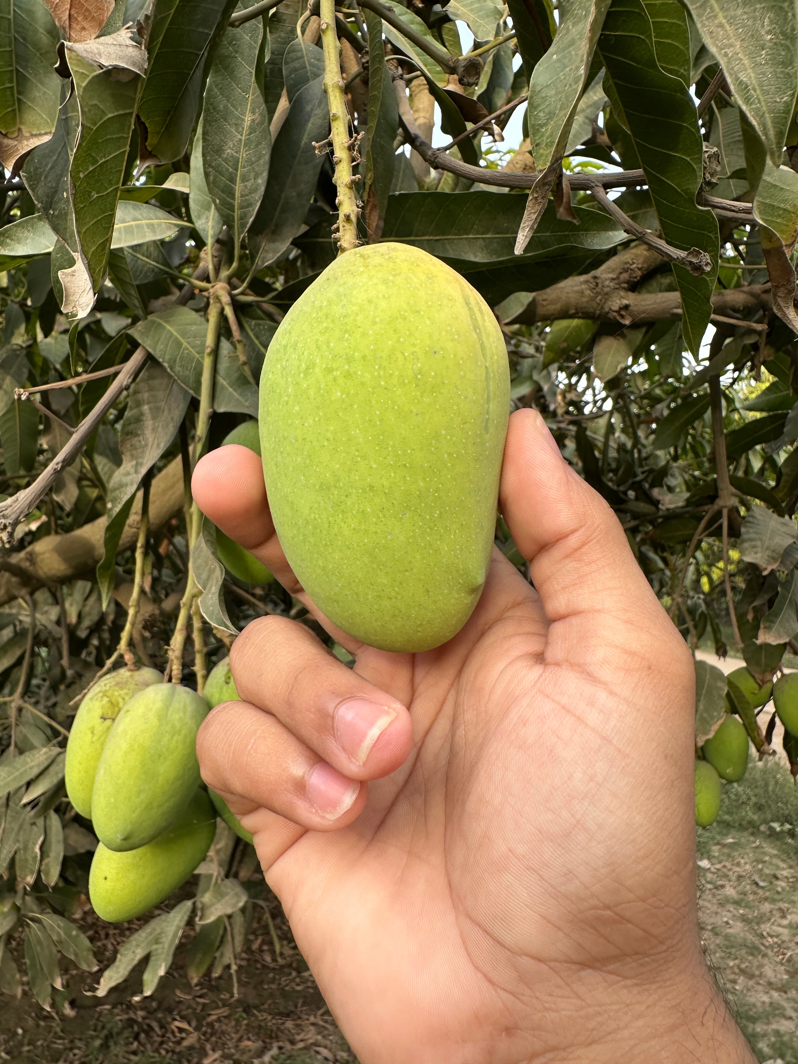 Chaunsa